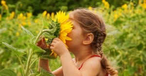 hay fever allergies programme