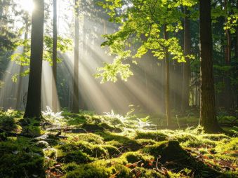 The Outdoor Habit Your Immune System Loves: Forest Bathing