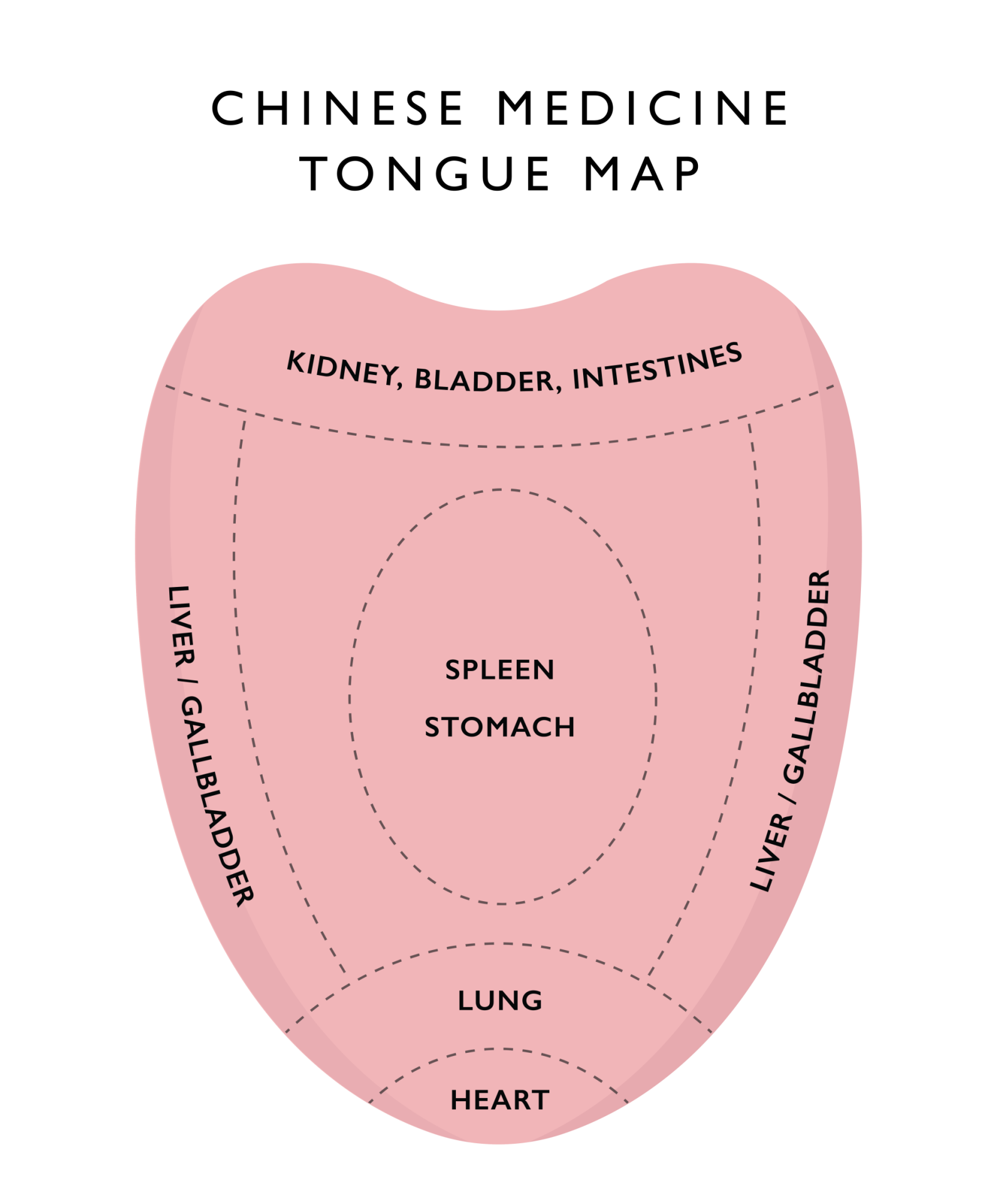 chinese_medicine_tongue_map - AcuMedic Clinic
