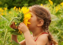 hay fever allergies programme